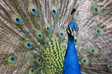 Peacock colors clipart