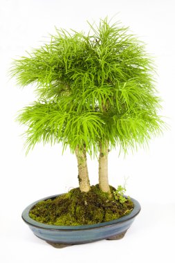 Bonsai clipart