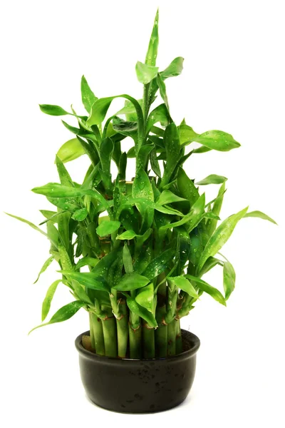 stock image Green bamboo in the black pot
