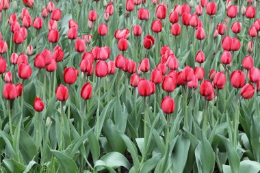 Field of wine red tulips clipart