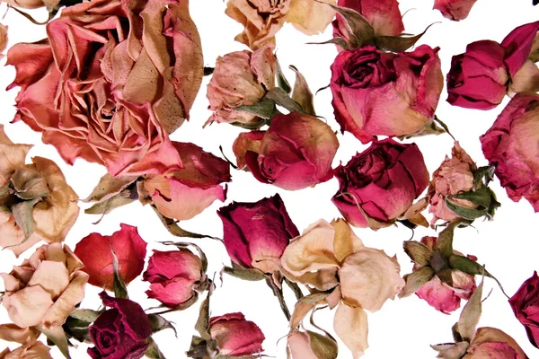 Torr rosor bakgrund för minnen — Stockfoto