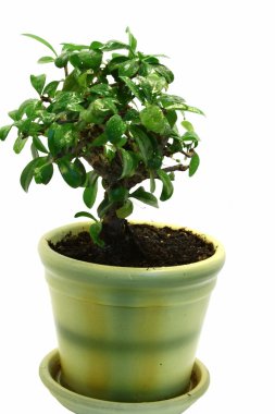 pota izole bonsai