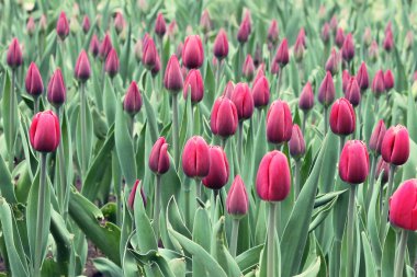 New field of wine red tulips clipart