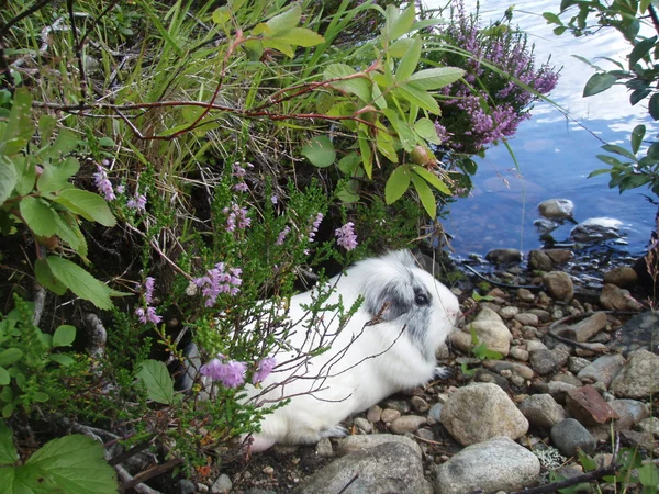 stock image Cavy in heather