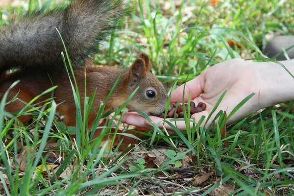 Feeding squirrel — Stock Photo, Image