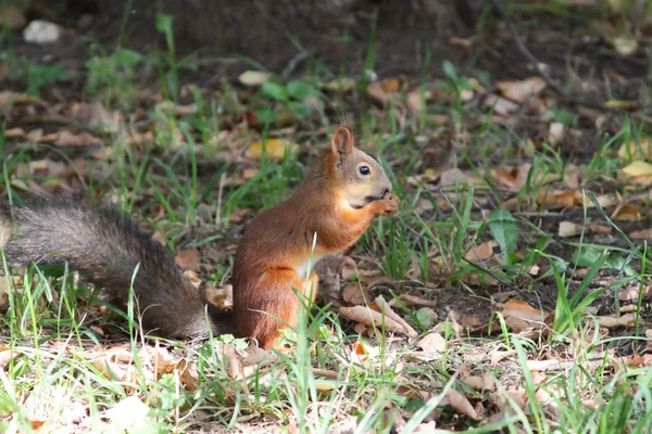 Sitting squirrel eating nut — Stock Photo, Image
