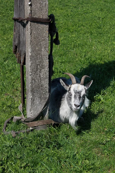 Smiling goat — Stock Photo, Image