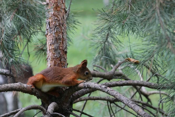 Squirrel on the pine branch — Stock Photo, Image