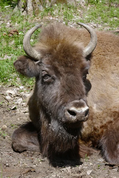 Stort huvud av bison — Stockfoto