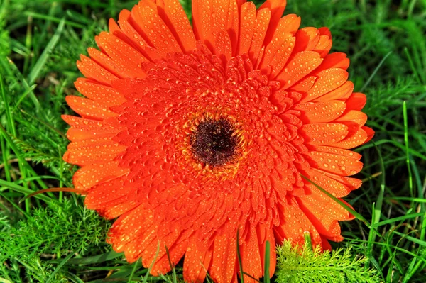 stock image HDR Gerbera or African daisy