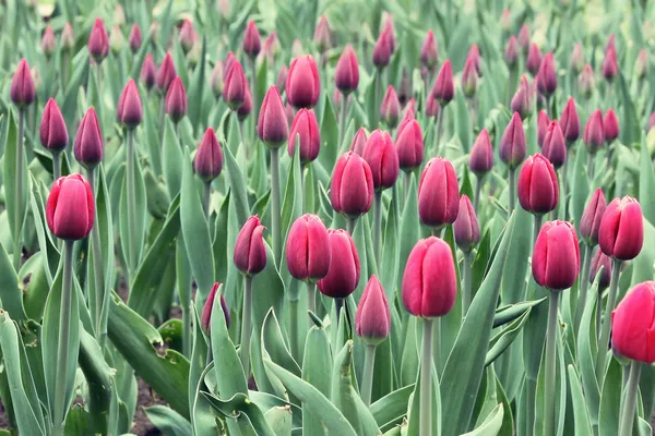 Nouveau champ de tulipes rouges vin — Photo