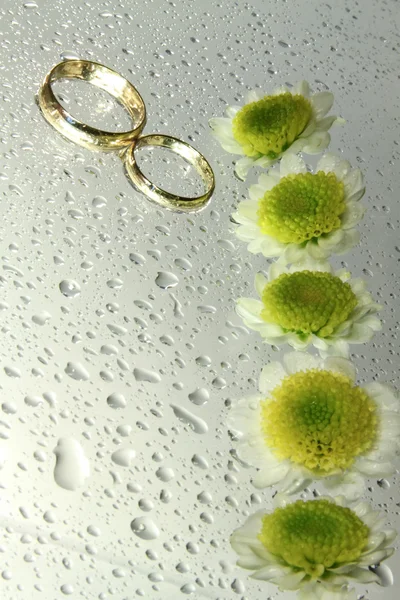 Wedding rings with drops and chrysanthemums — Stock Photo, Image