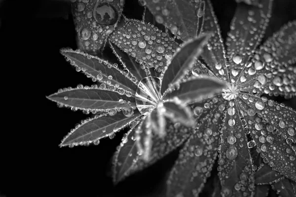 Droppar leaf svart vit — Stockfoto