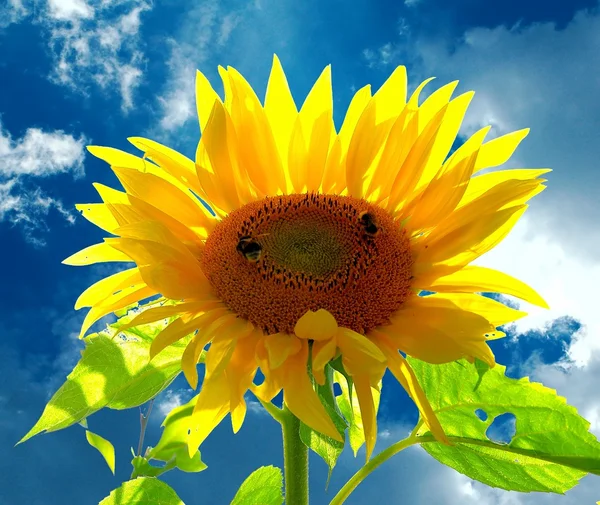 Sebuah bunga matahari tersenyum) Bumblebees — Stok Foto