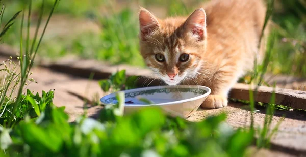 고양이 우유 — 스톡 사진