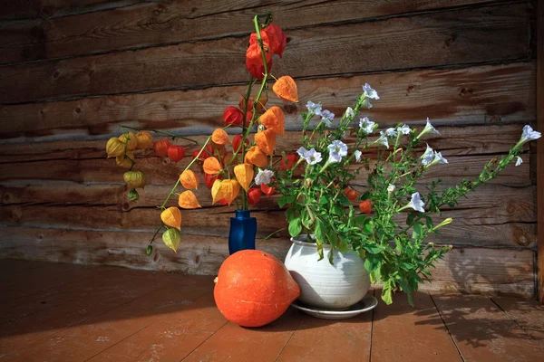 Pumpkin physalis flowers — Stock Photo, Image