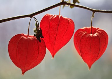 Physalis sonbahar