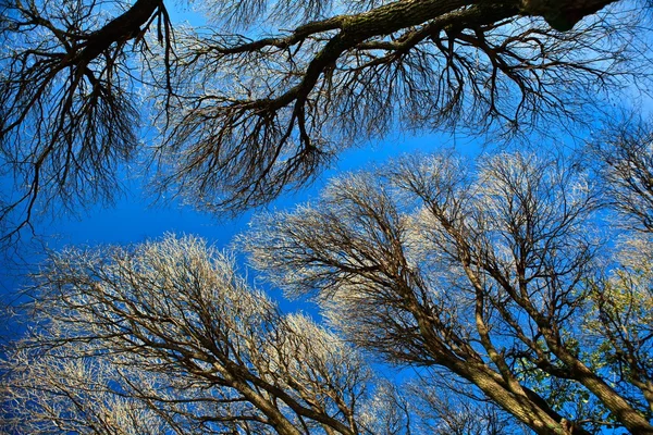 Tree branches and blue sky — Stock Photo, Image