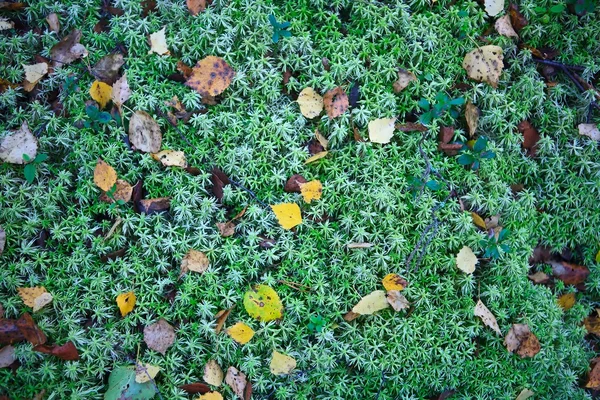 Moss otoño — Foto de Stock