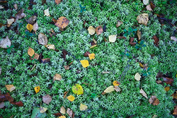 stock image Moss autumn