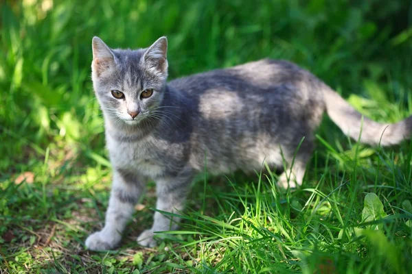 예쁜 고양이 — 스톡 사진