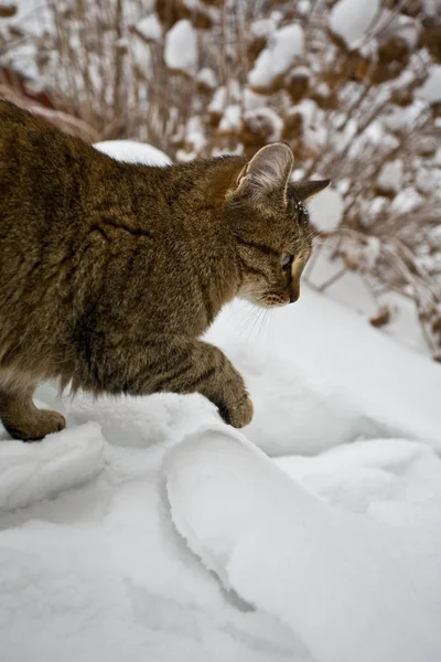 Katt snö — Stockfoto