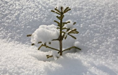 Fur-tree snow clipart