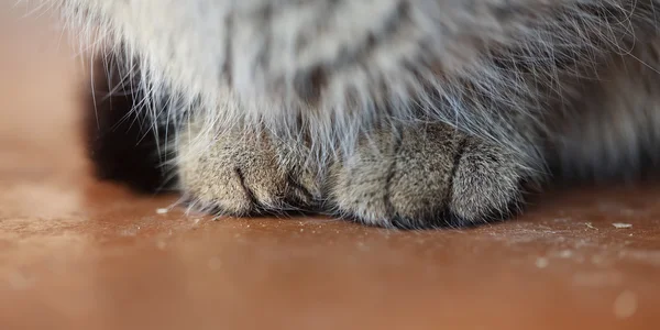 고양이 발 — 스톡 사진