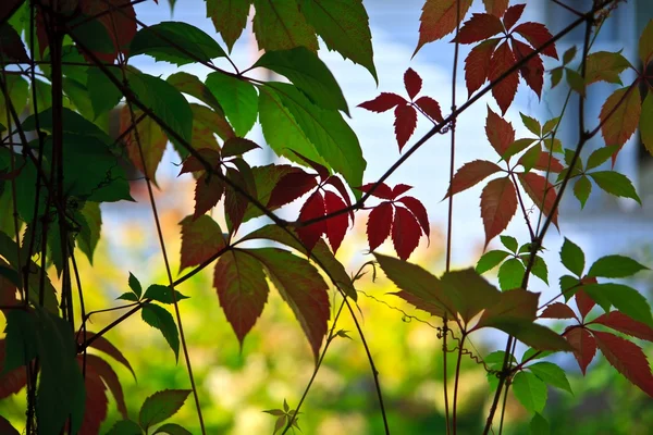 葉の壁 — ストック写真