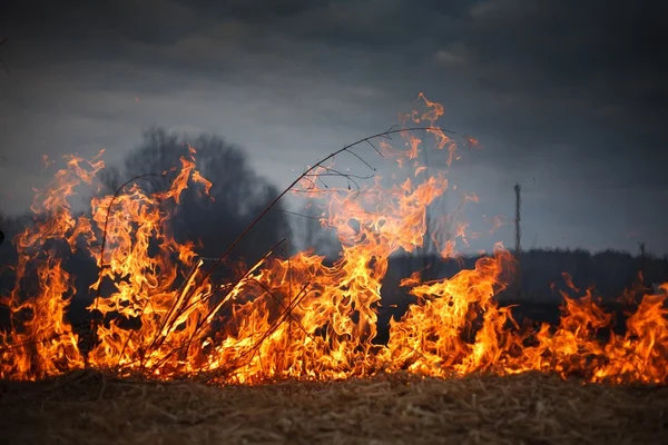 Tűz fű — Stock Fotó