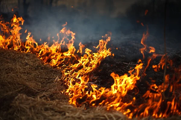 Pożar trawy — Zdjęcie stockowe