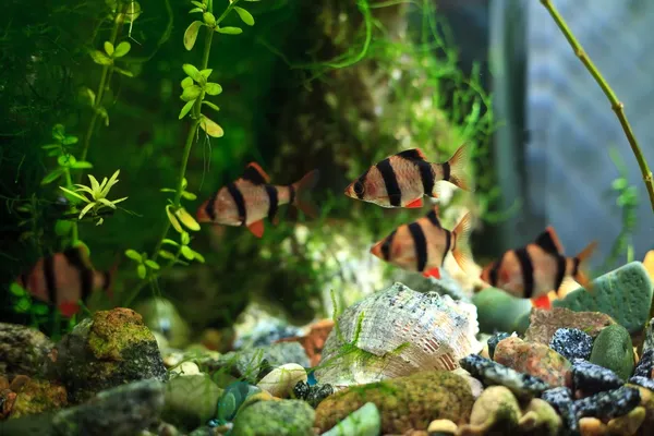 Барбуси акваріум — стокове фото