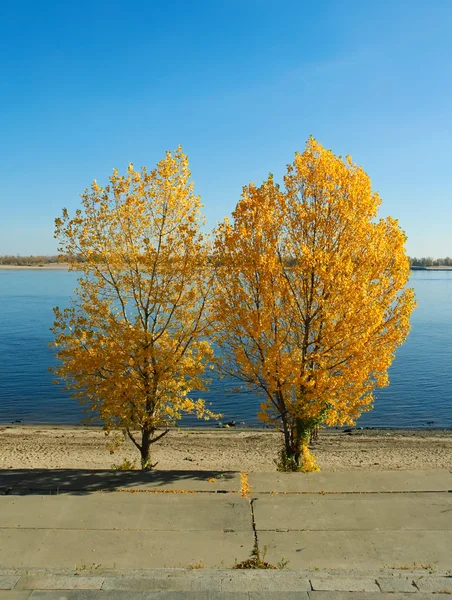 Autumn sky leaf two trees — Stock Photo, Image