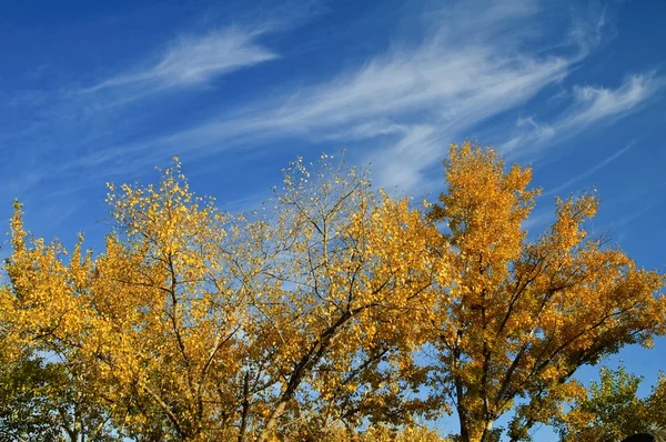 Podzimní obloha list — Stock fotografie