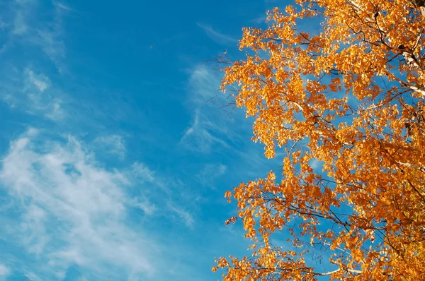 Autumn sky leaf — Stock Photo, Image
