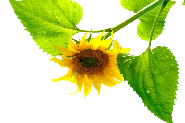 Sebuah bunga matahari tersenyum — Stok Foto