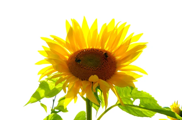 A smiling sunflower Stock Picture