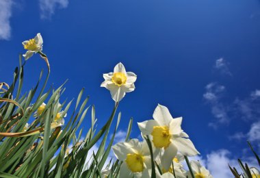 çiçekler. Spring.Sky