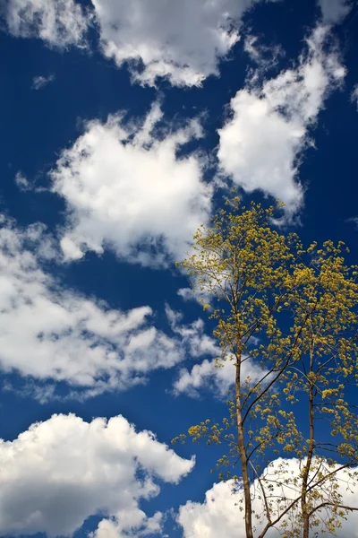 Träd grenar och blå himmel — Stockfoto