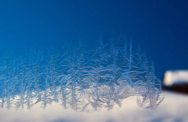 Floresta de gelo — Fotografia de Stock