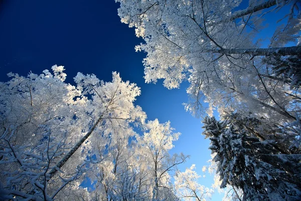 Snow white frosted trees on a background of blue sky — Stock Photo ...