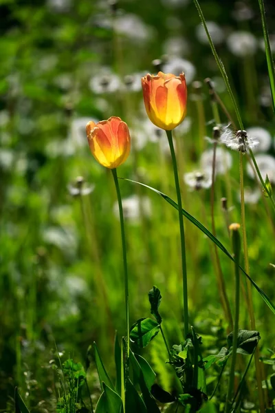 Tulipan wiosna — Zdjęcie stockowe