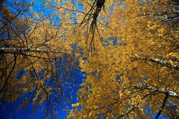 Autumn sky leaf — Stock Photo, Image