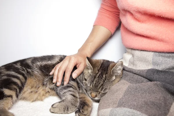 stock image Cat and Girl 3