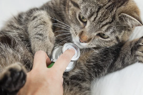 Katze mit Tierarzt — Stockfoto