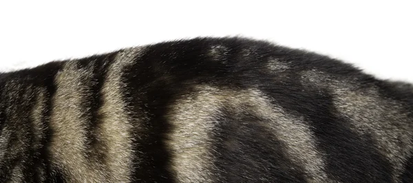 Stock image Fur Pattern 1.