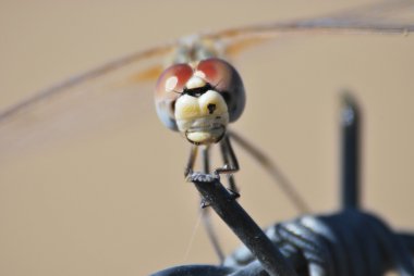 Dragonfly op prikkeldraad