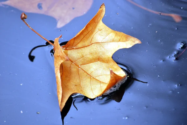 Leaves on blue background — Stock Photo, Image