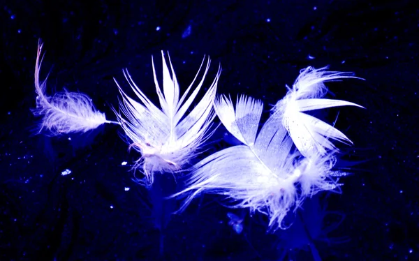 Feathers on blue background — Stock Photo, Image