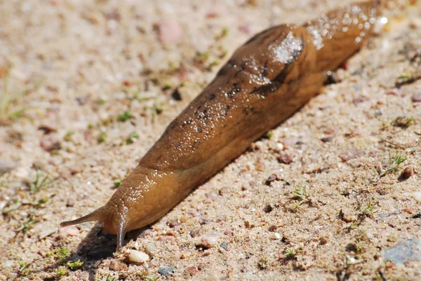 stock image Spanish Slug